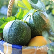 IMG_3088_zucchini_quadr