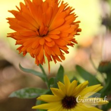 IMG_5770_ringelblume_quadr