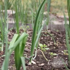 IMG_2947_Gemuesezwiebel_quadr