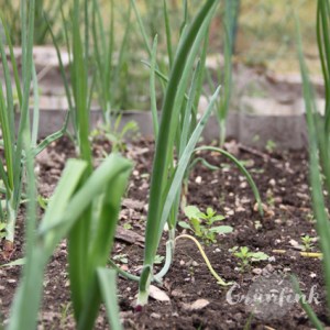 IMG_2947_Gemuesezwiebel_quadr
