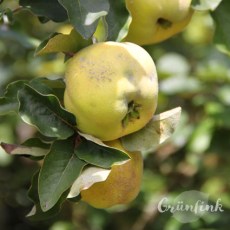 IMG_5527_Quitte_quadr