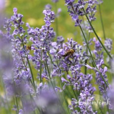 IMG_1175_Lavendel