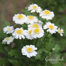 IMG_5022_Mutterkraut