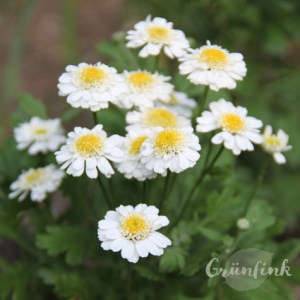 IMG_5022_Mutterkraut