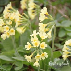 IMG_8575_Schluesselblume