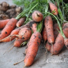 img_5495_karotte_quadr