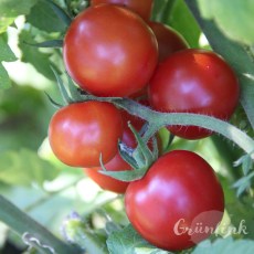 img_6474_tomate